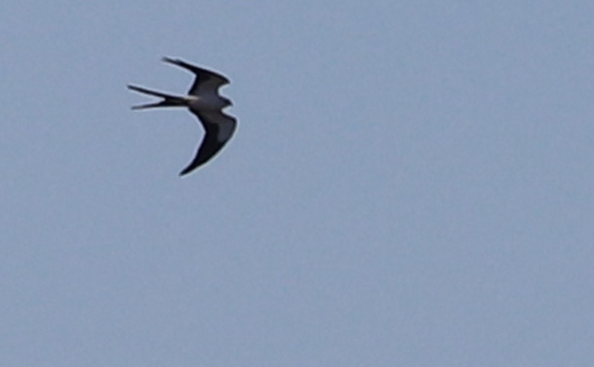 Swallow-tailed Kite - ML541869161