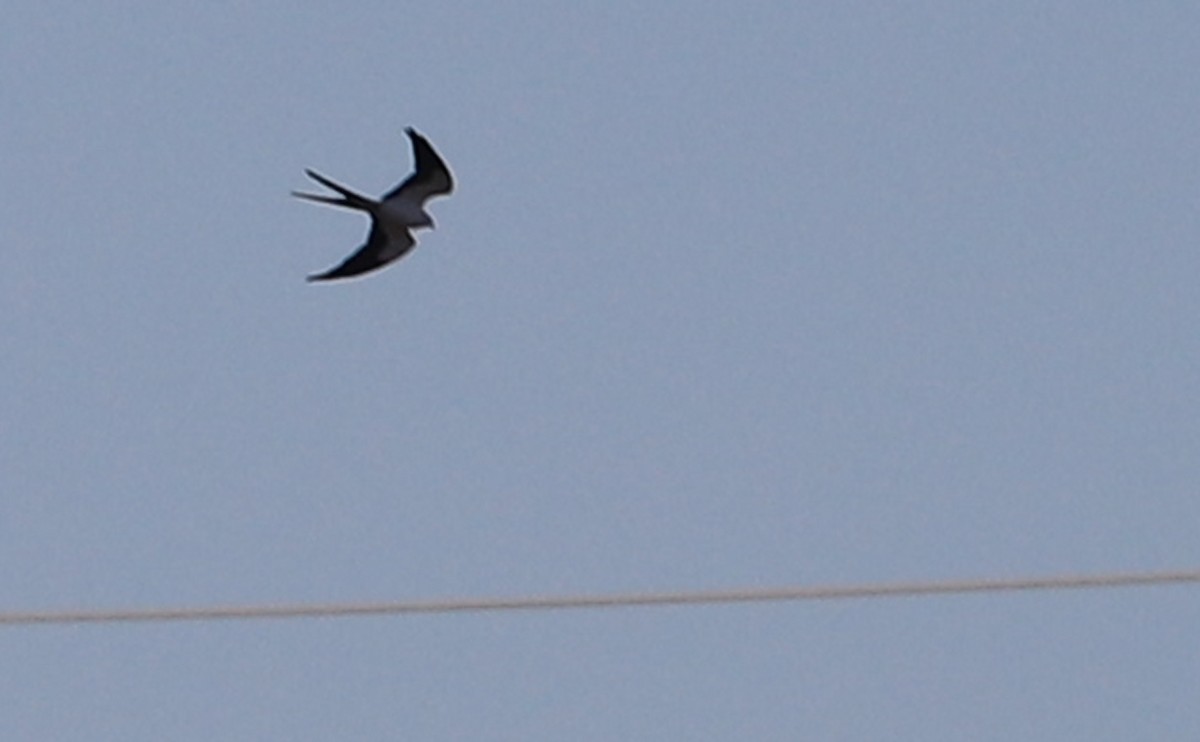 Swallow-tailed Kite - ML541869181