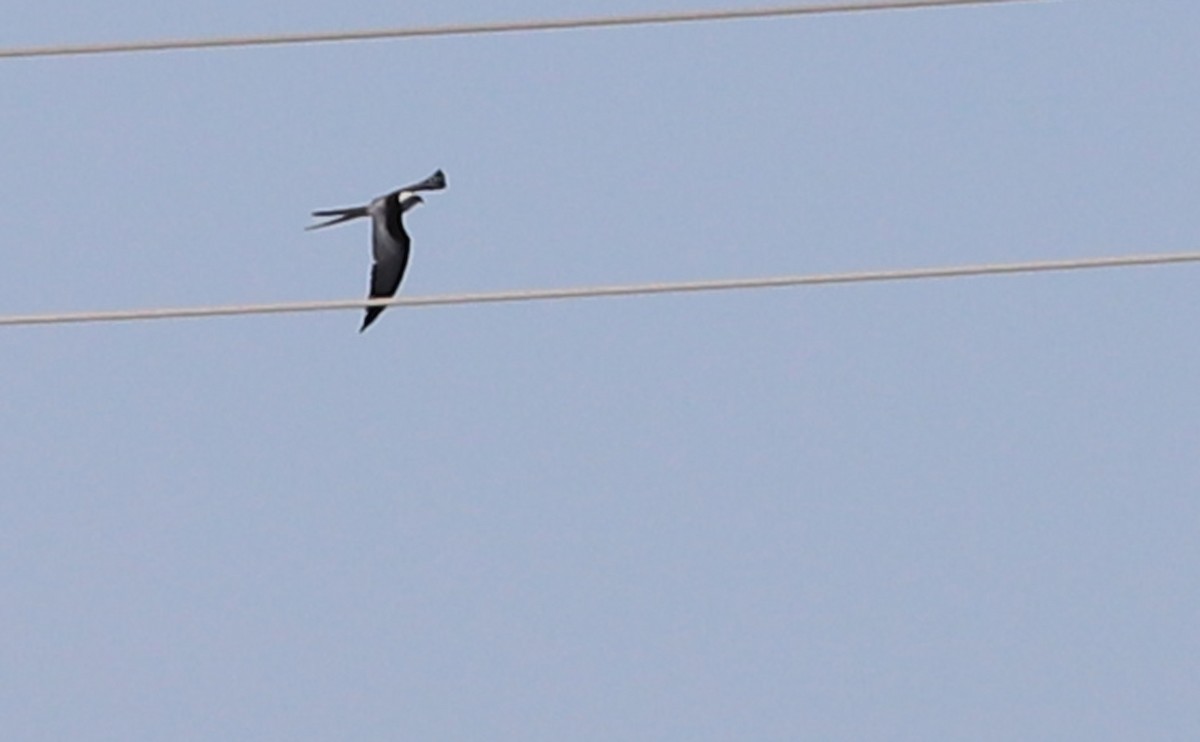 Swallow-tailed Kite - ML541869221