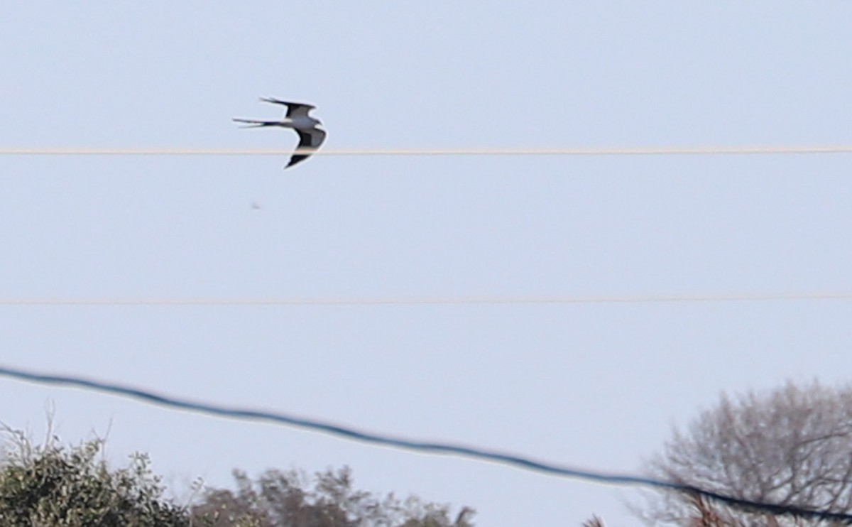 Swallow-tailed Kite - ML541869231