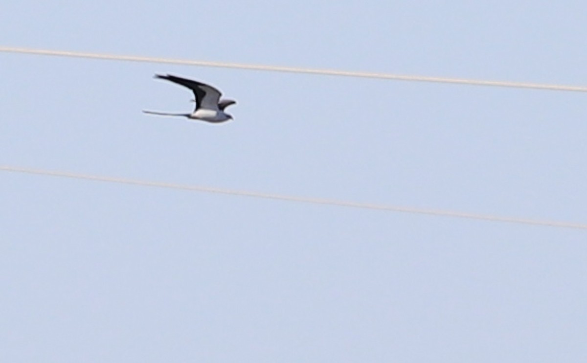 Swallow-tailed Kite - ML541869281