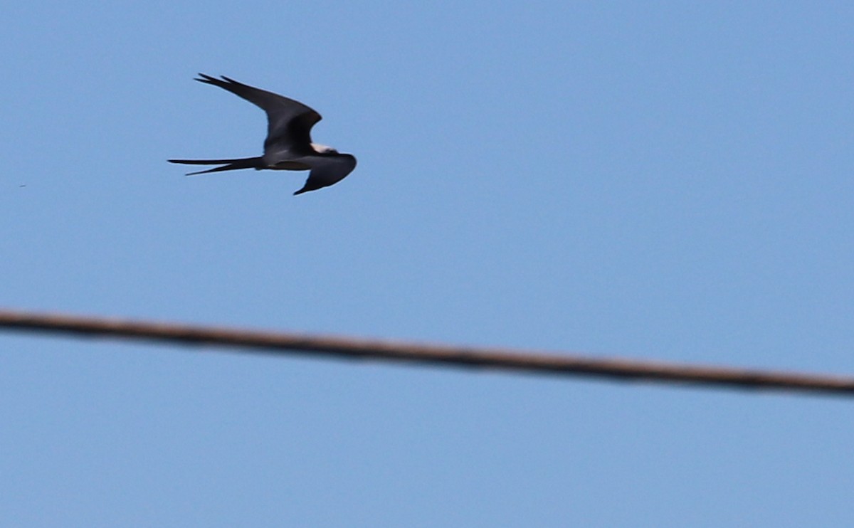 Swallow-tailed Kite - ML541869351