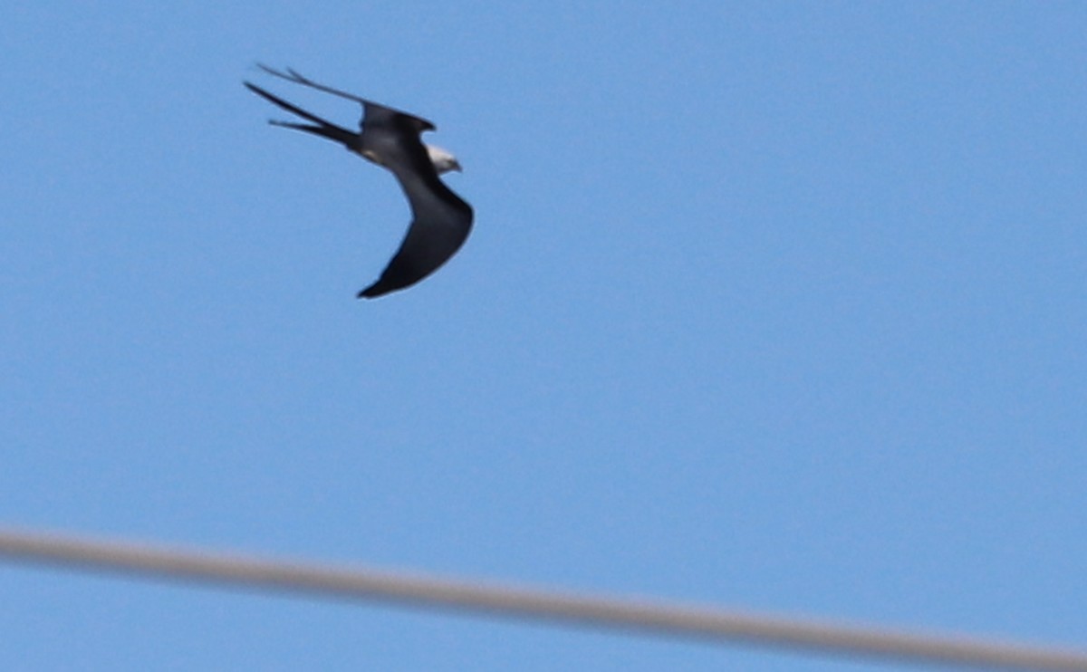 Swallow-tailed Kite - ML541869411