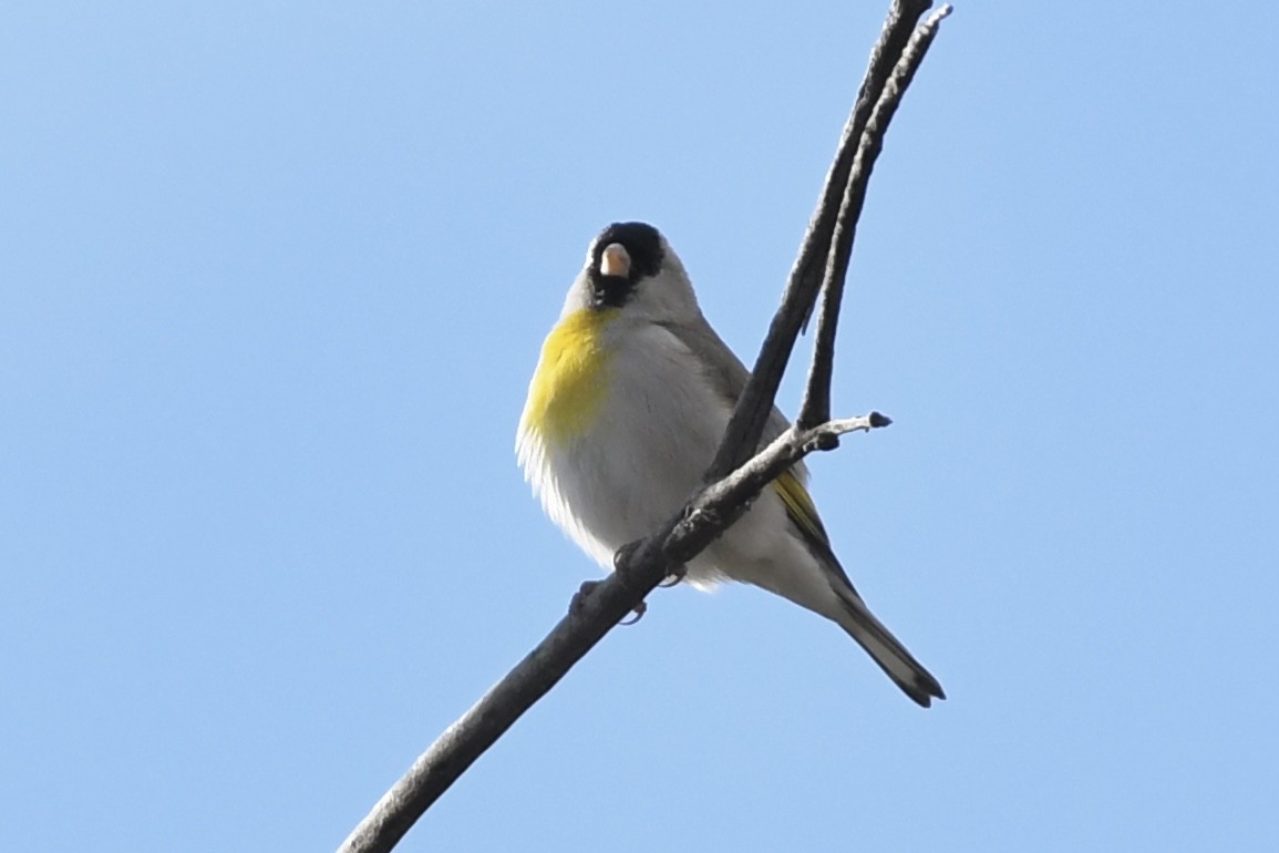 Lawrence's Goldfinch - ML541870081