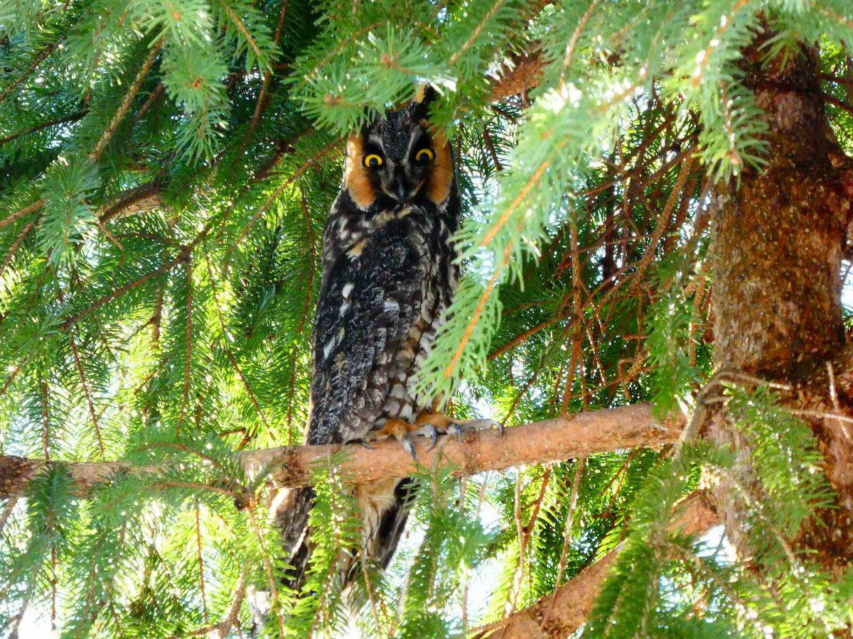 Long-eared Owl - ML541875501