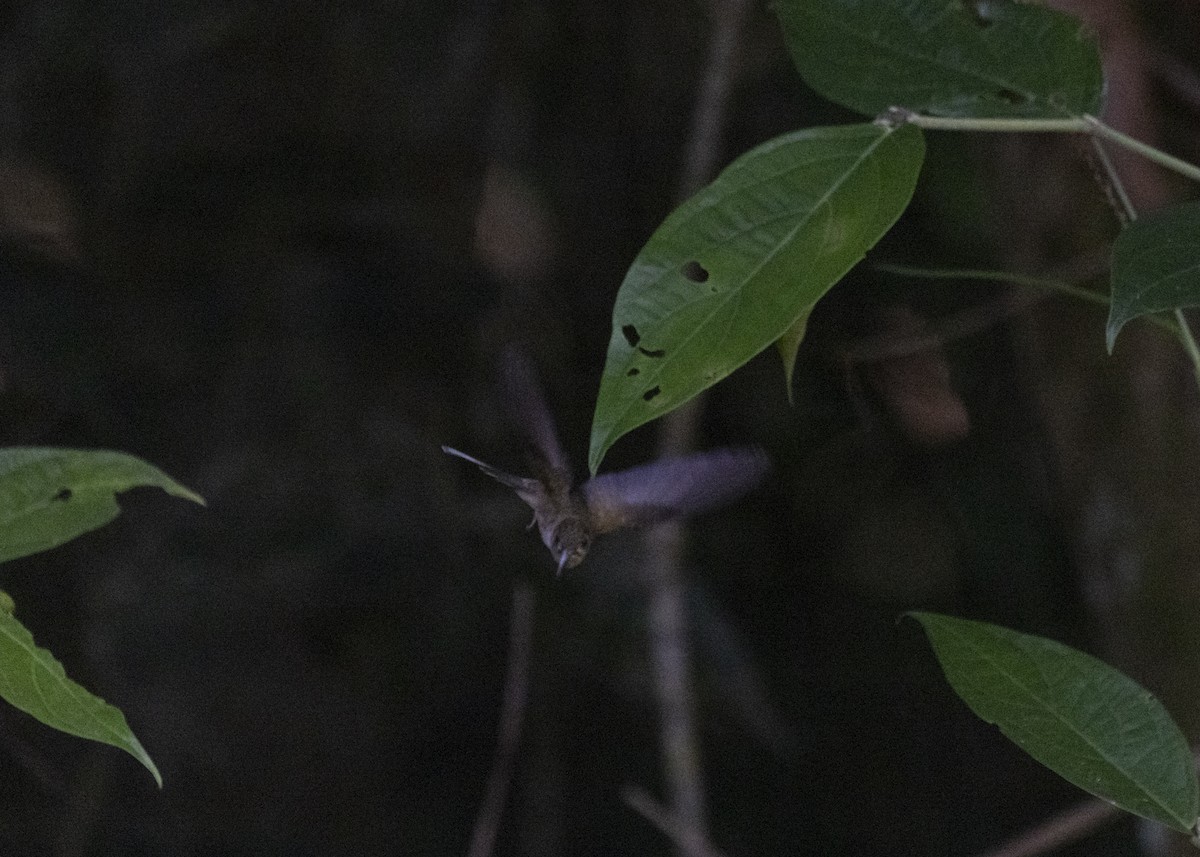 Прямоклювый колибри-отшельник (bourcieri) - ML541877411