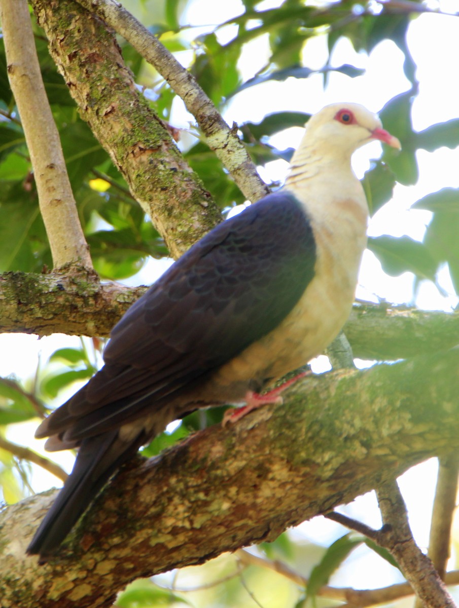White-headed Pigeon - ML54187961
