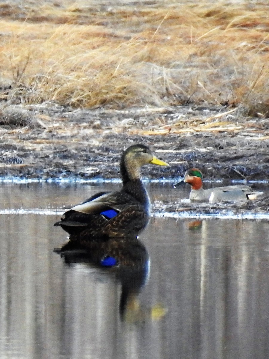 Green-winged Teal - ML54187991