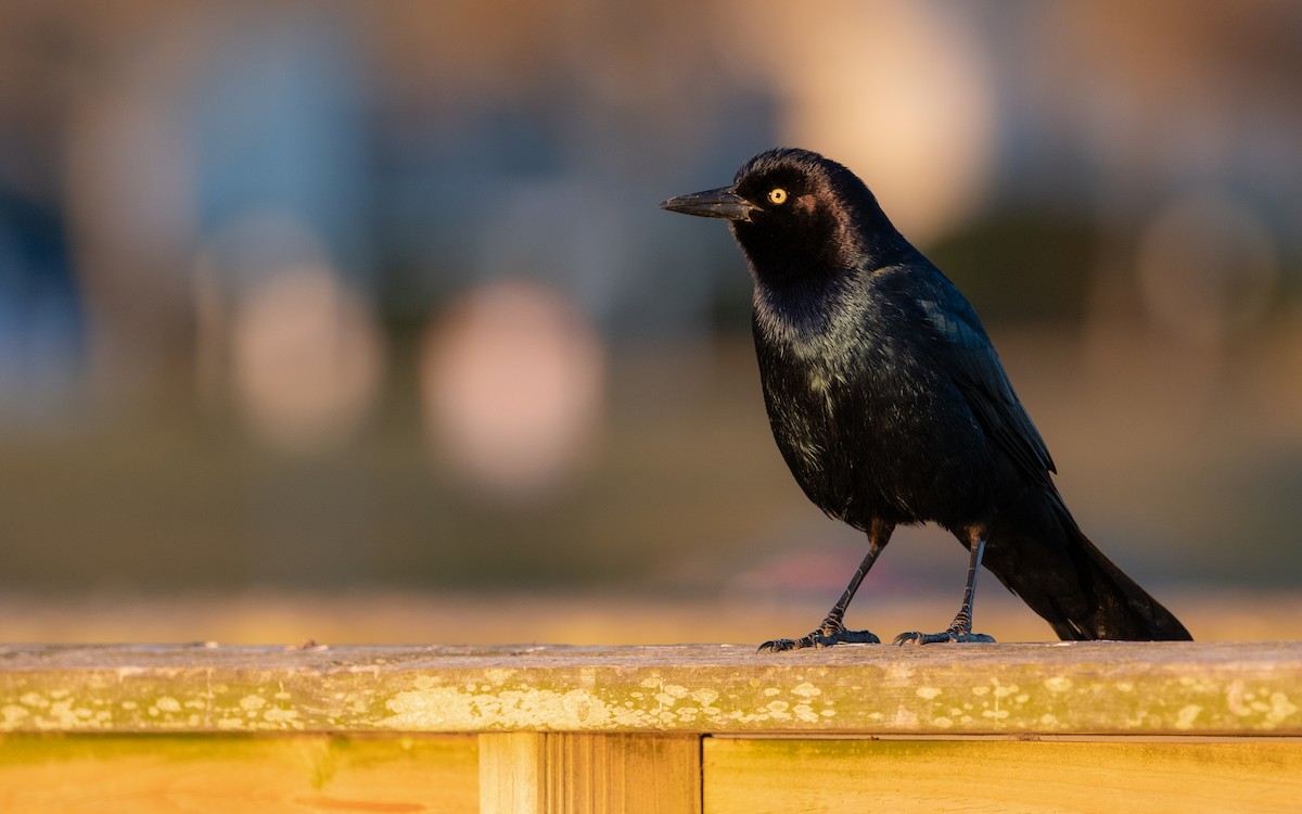 Boat-tailed Grackle - ML541879951