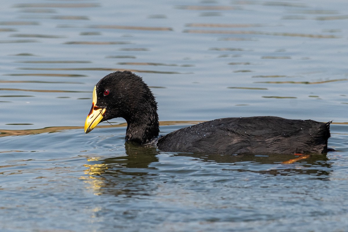 Red-gartered Coot - ML541881341