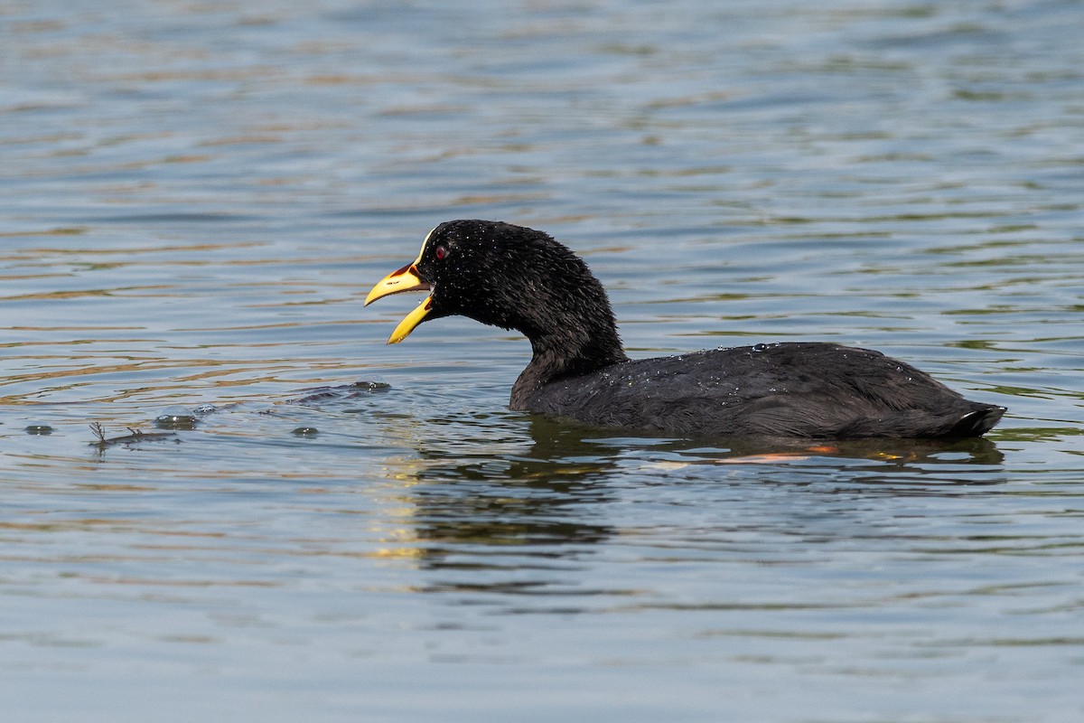 Red-gartered Coot - ML541881351