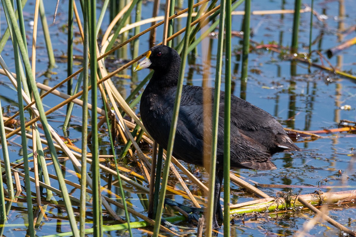 White-winged Coot - ML541881591