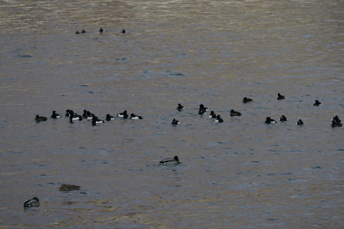 Tufted Duck - ML541882321