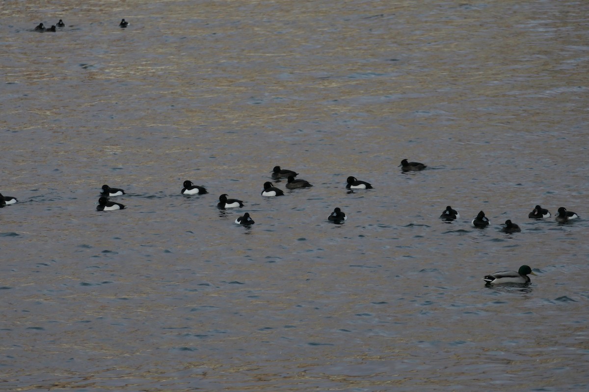 Tufted Duck - ML541882331