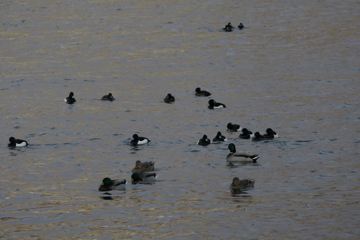 Tufted Duck - ML541882351