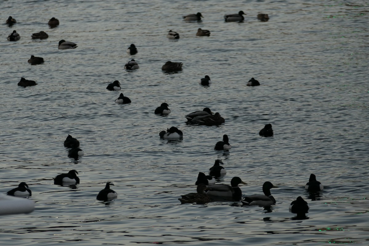 Tufted Duck - ML541882361