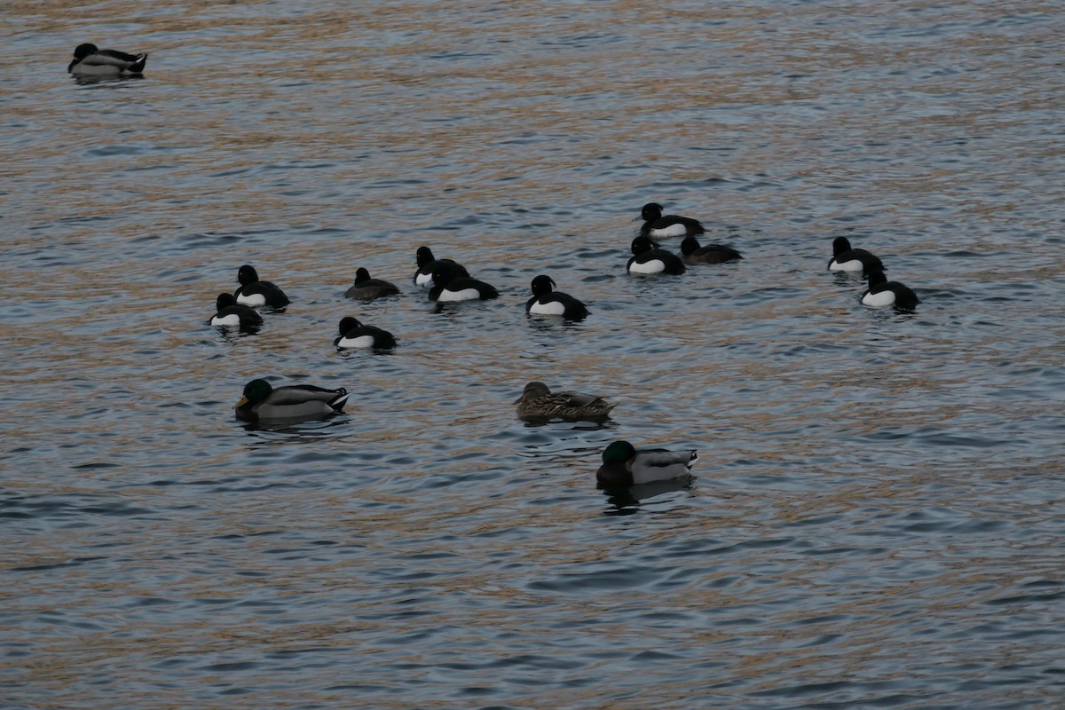 Tufted Duck - ML541882371