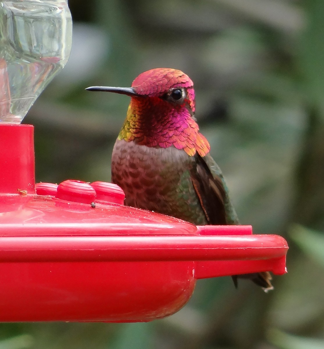 Anna's Hummingbird - ML54188301