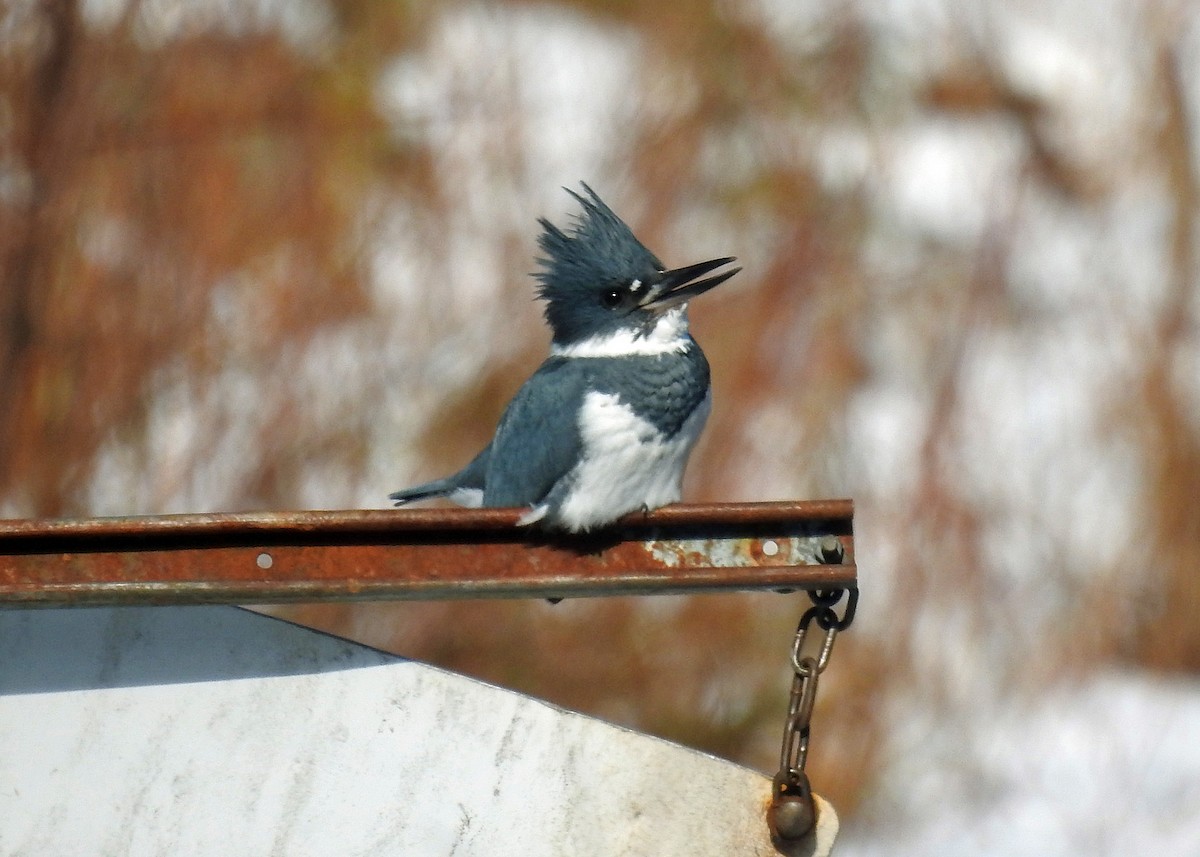 Belted Kingfisher - ML541883091