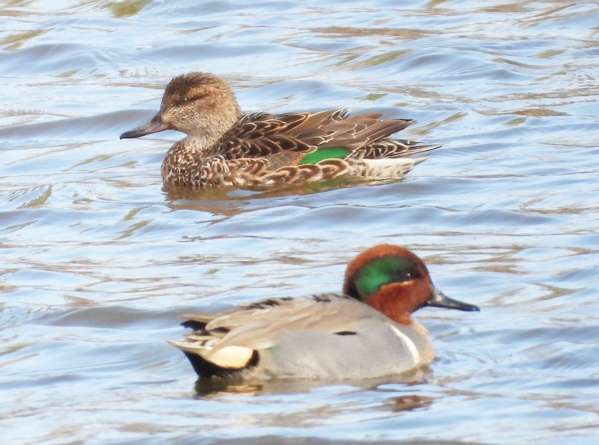 Green-winged Teal - ML541884561