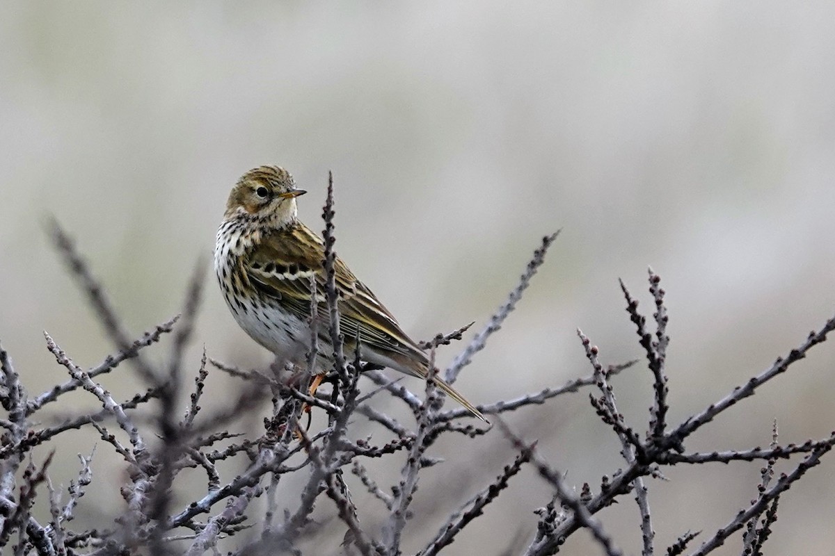 Meadow Pipit - ML541884801