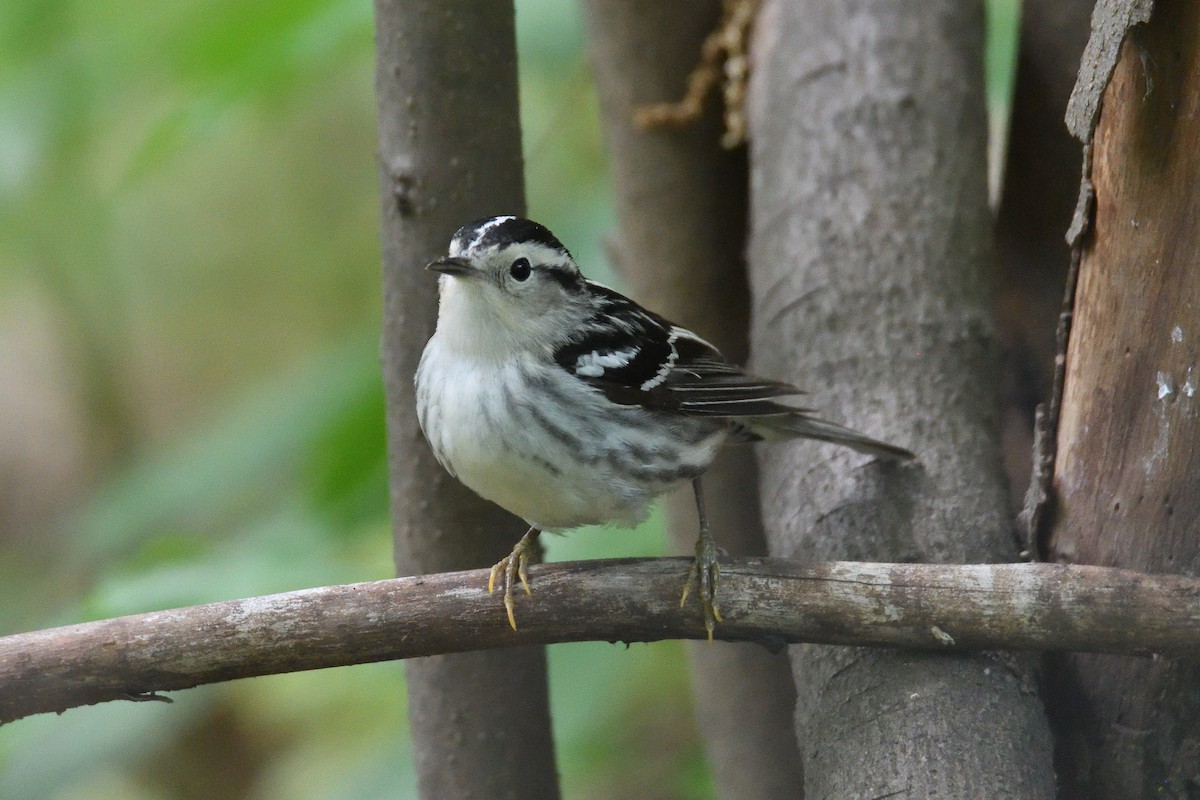 Black-and-white Warbler - ML541886961