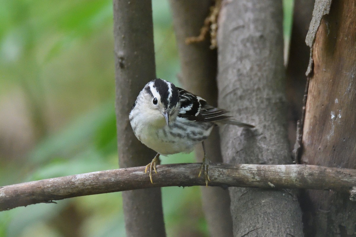 Black-and-white Warbler - ML541886991