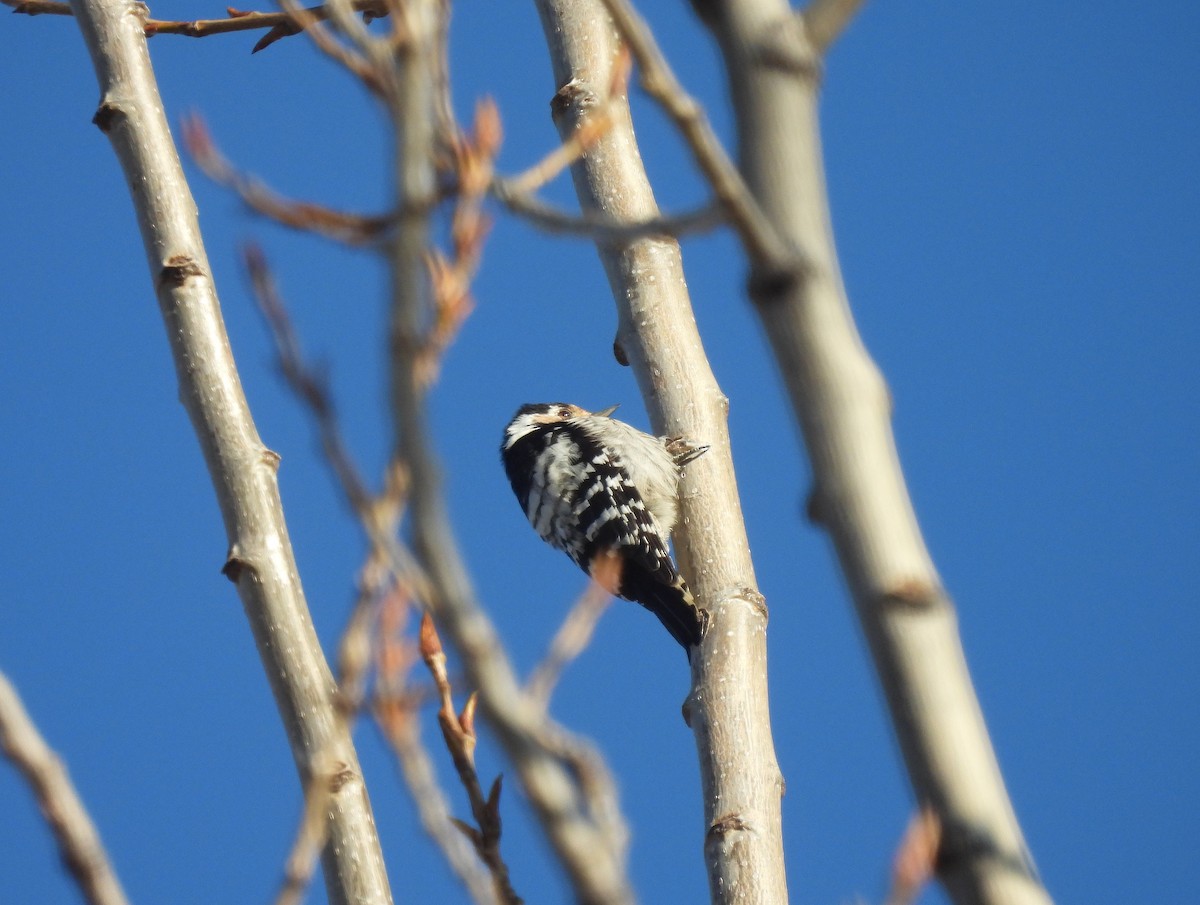 Lesser Spotted Woodpecker - ML541897861
