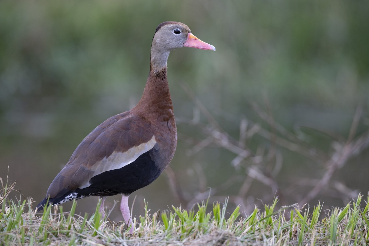 Black-bellied Whistling-Duck (fulgens) - ML541898671