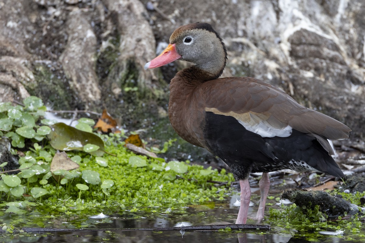 Black-bellied Whistling-Duck (fulgens) - ML541898741