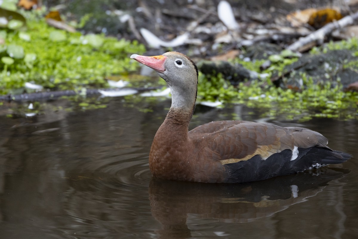 Black-bellied Whistling-Duck (fulgens) - ML541898751