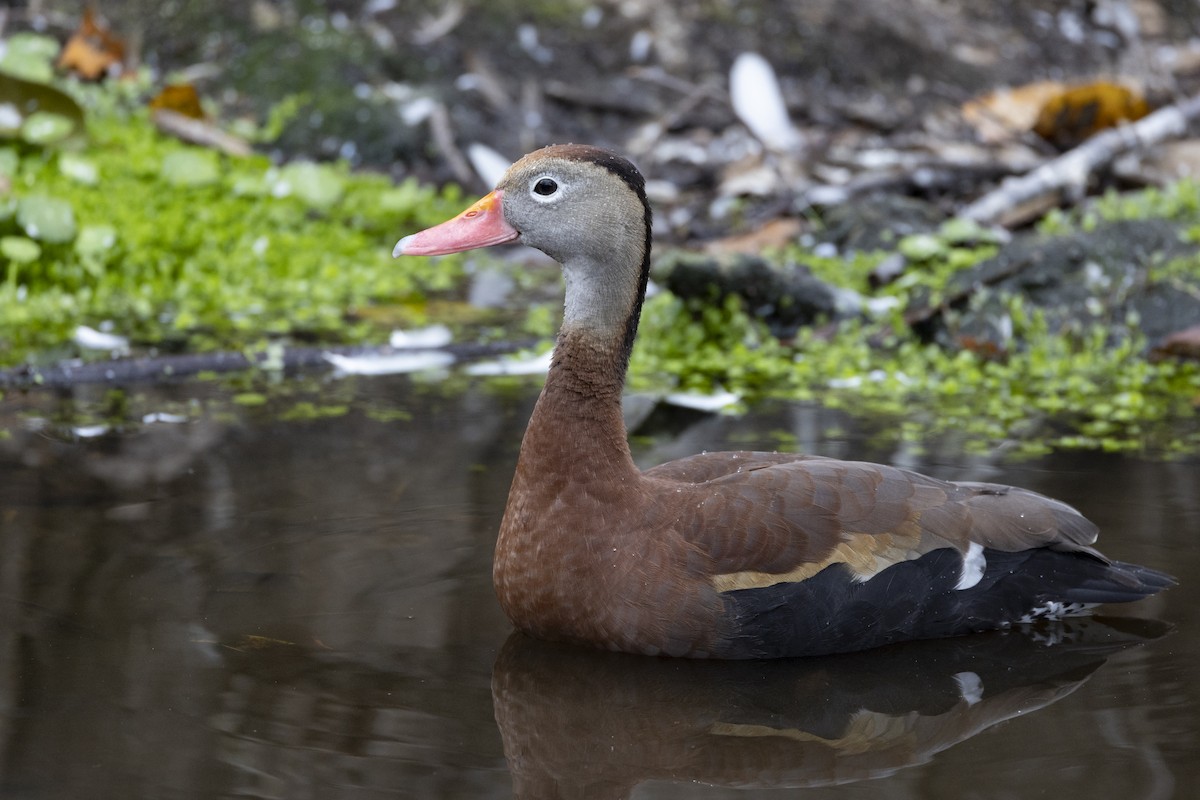 Black-bellied Whistling-Duck (fulgens) - ML541898761