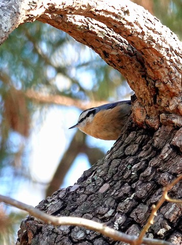 Red-breasted Nuthatch - Kathleen Horn