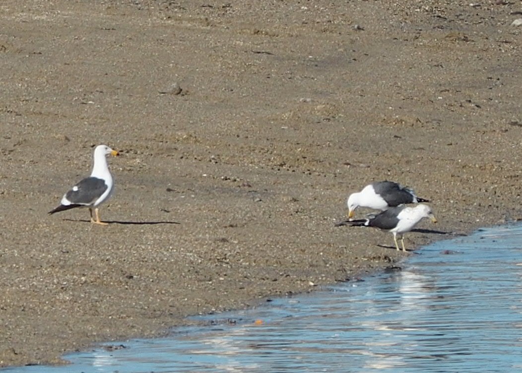 Yellow-footed Gull - ML541899371