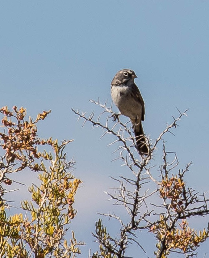 Sagebrush Sparrow - ML541901621