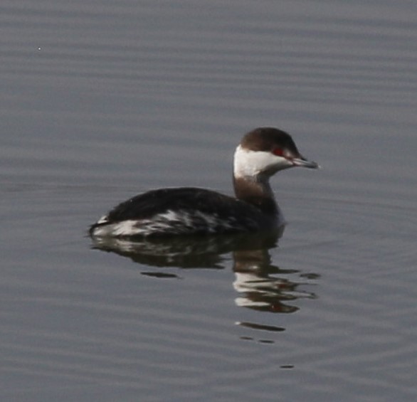 Horned Grebe - Cathy Cox