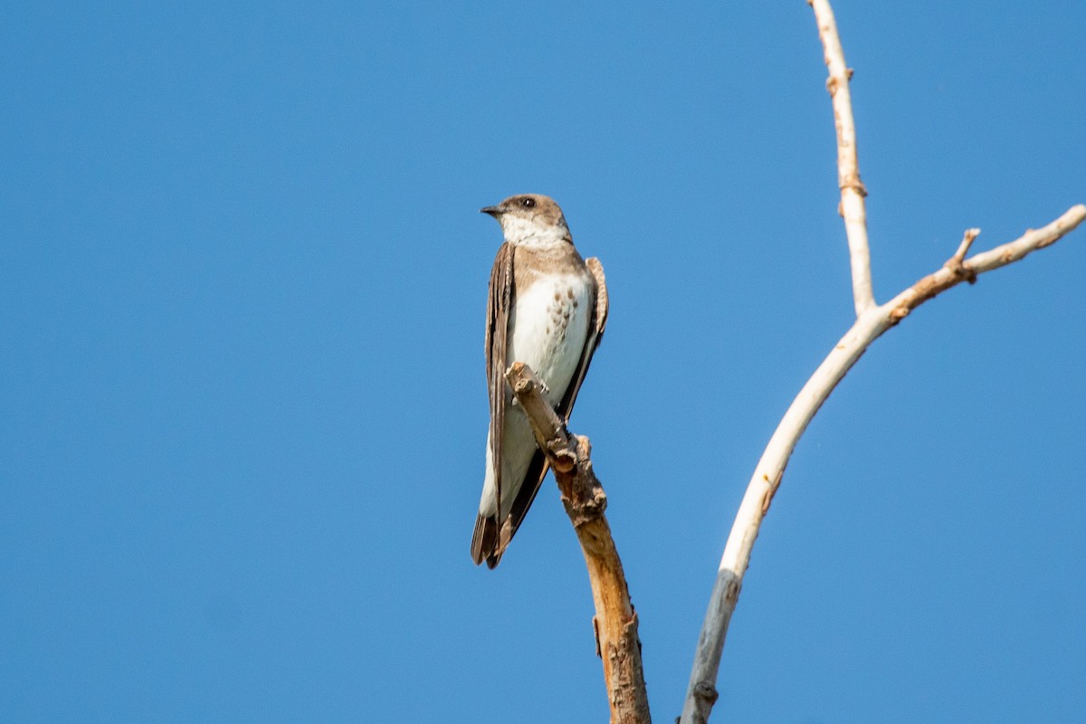 Brown-chested Martin - ML541908701