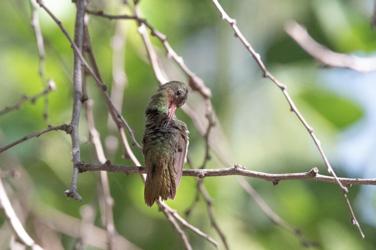 Gilded Hummingbird - Ana Merlo