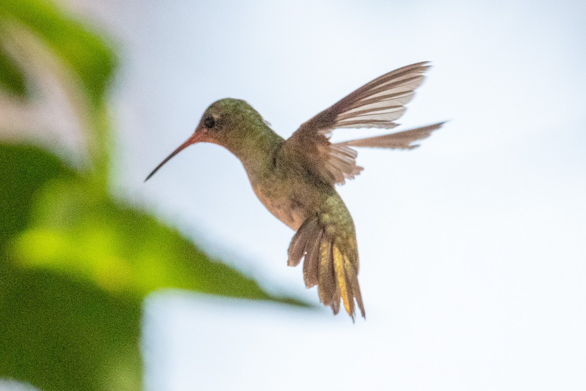 Gilded Hummingbird - Ana Merlo