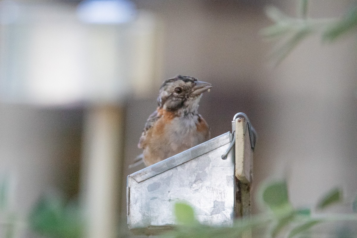 Rufous-collared Sparrow - ML541909841