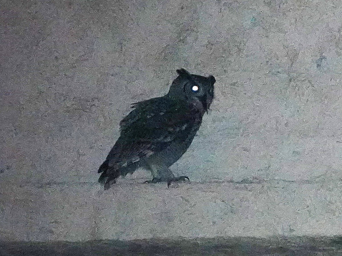 Arabian Eagle-Owl - ML541911761