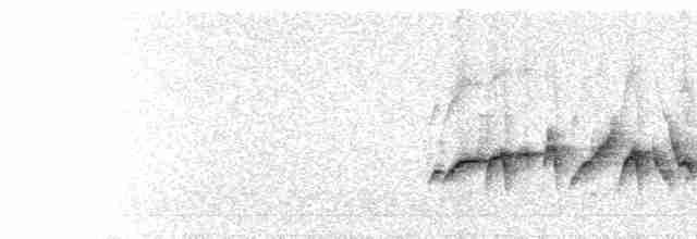  - White-browed Bush-Robin