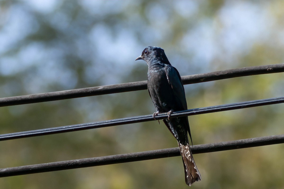 Square-tailed Drongo-Cuckoo - ML541929401