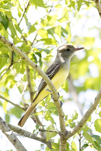 Great Crested Flycatcher - Susan Petracco
