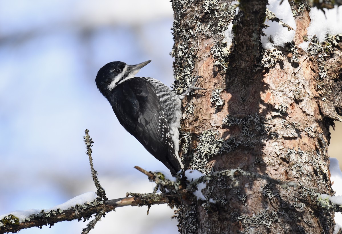 Black-backed Woodpecker - Kevin Gevaert