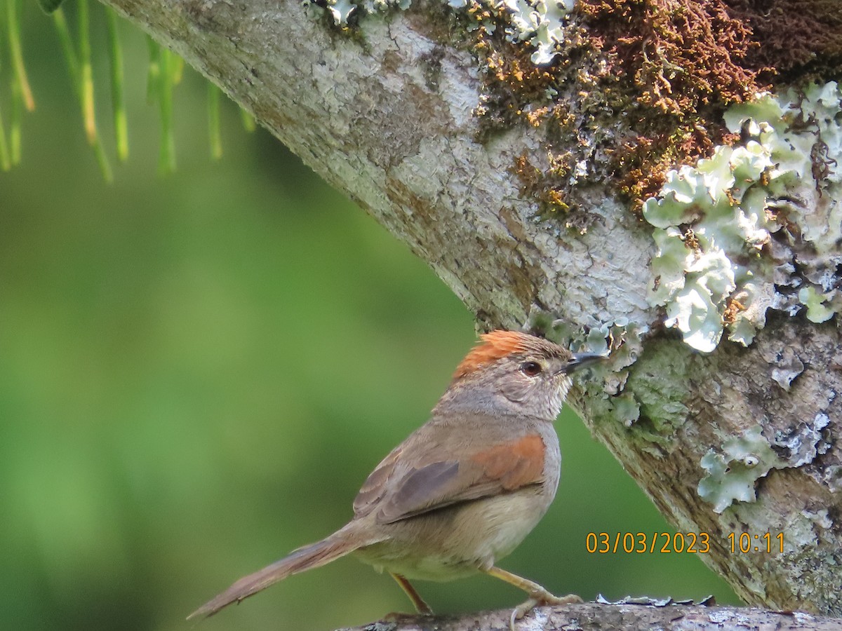 Pale-breasted Spinetail - ML541940741