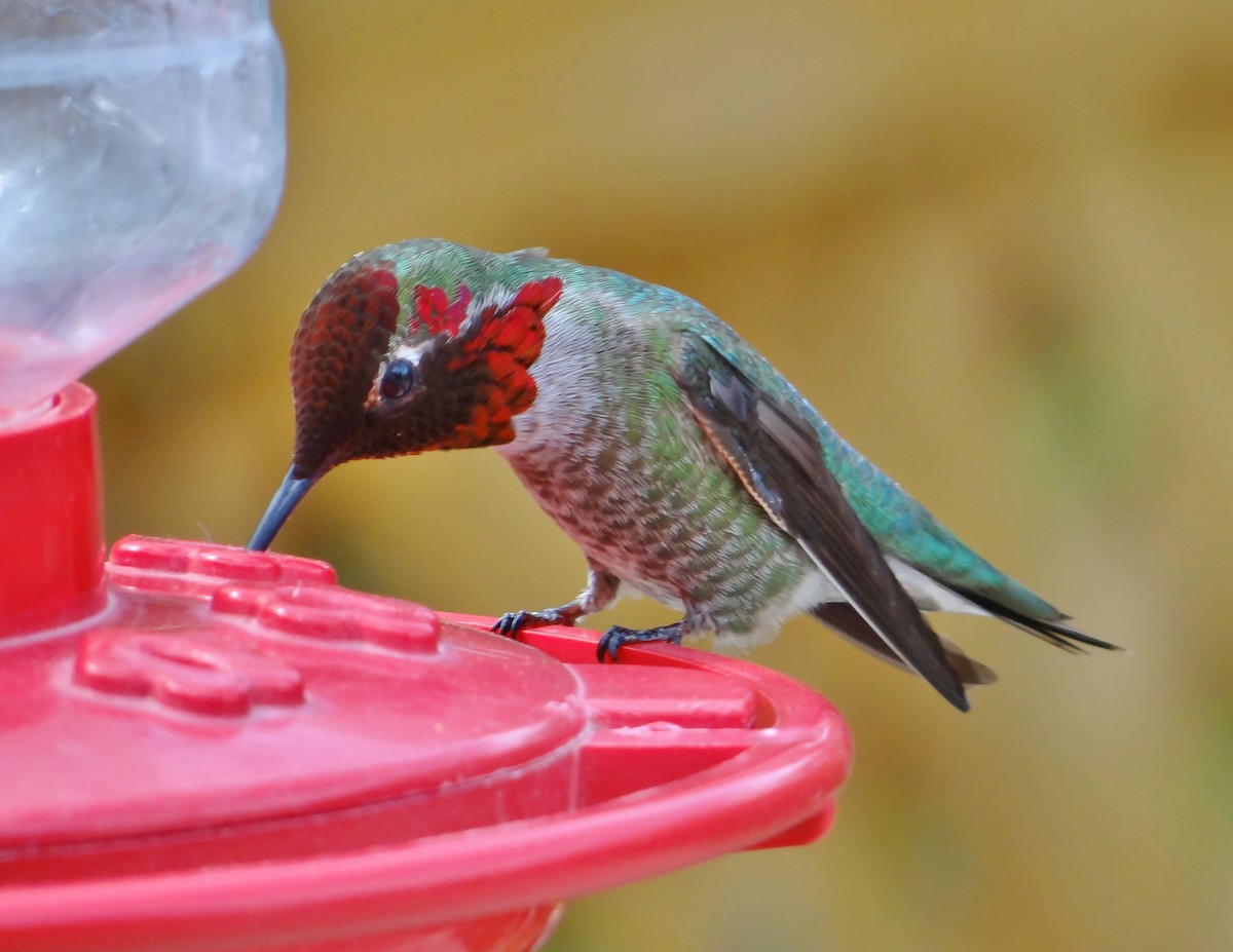 Anna's Hummingbird - ML54194101