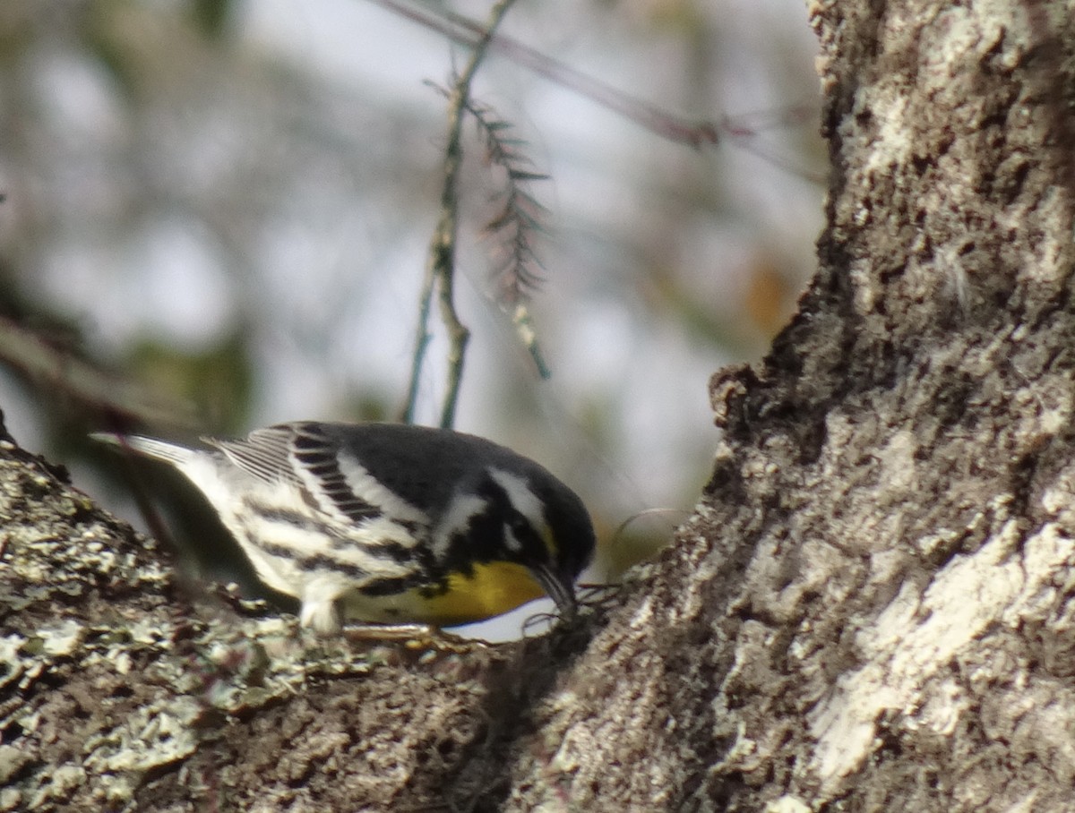 Yellow-throated Warbler - ML541944501