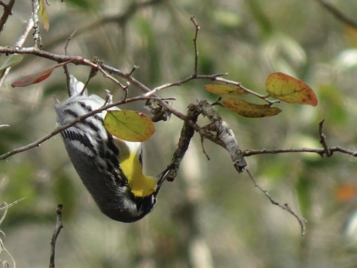 Yellow-throated Warbler - ML541944511