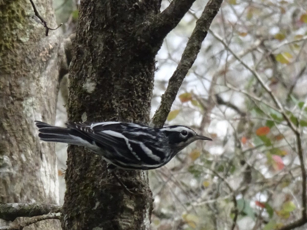 Black-and-white Warbler - ML541944601